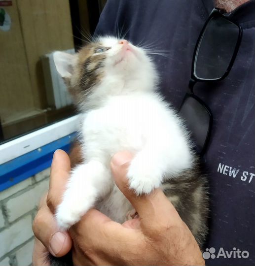 Котик ищет новый дом