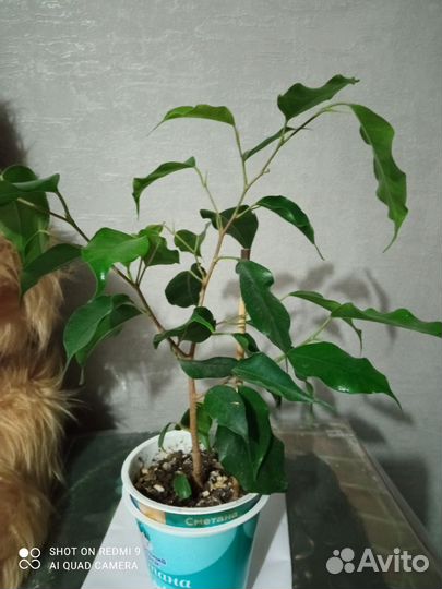 Фикус бенджамина