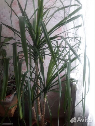 Цветы комнатные - Нолина