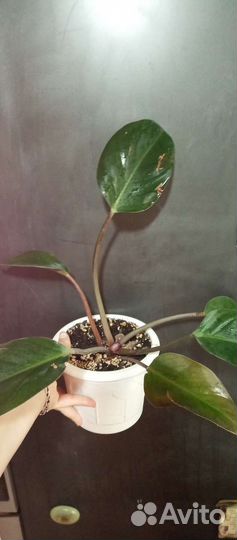 Филодендроны бесплатно