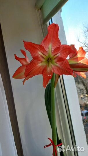 Гиппиаструм