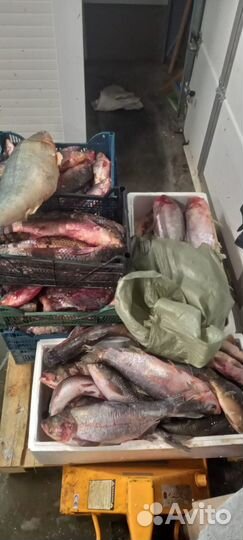 Рыба на корм животным.Некондиция