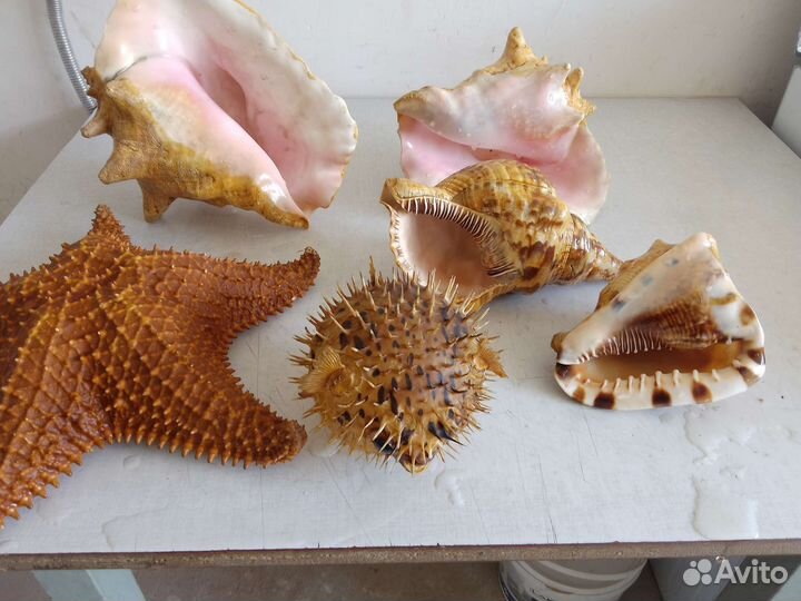 Морские ракушки раковины