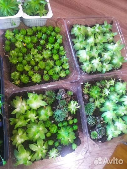 Молодило каменная роза