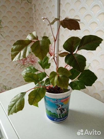 Роициссус (берёзка)