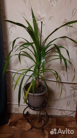 Пальма панданус