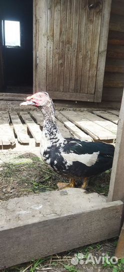 Мускусные утки