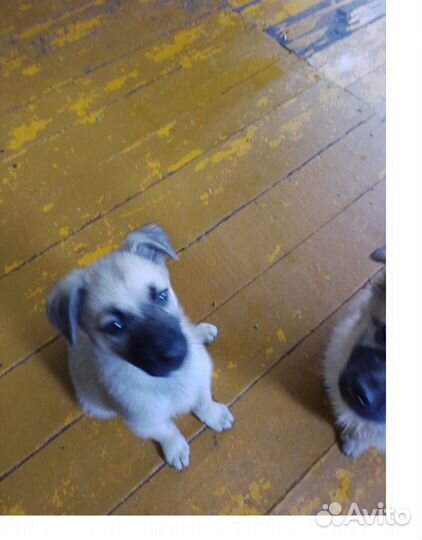 Щенок в добрые руки