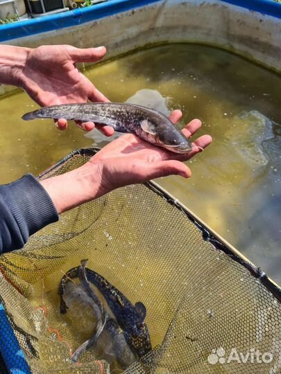 Живая рыба в пруды, озёра