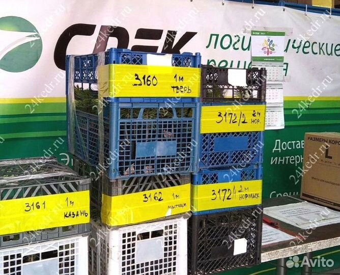 Сибирский кедр. Саженцы