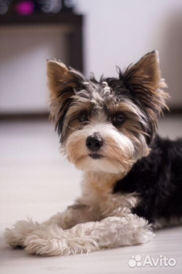 Вязка Бивер-Йорк (кобель)