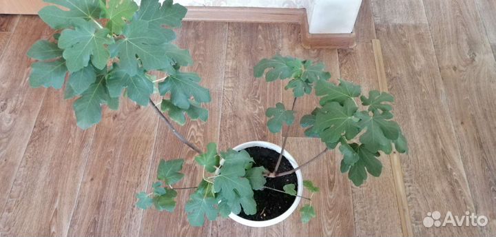 Инжир комнатный