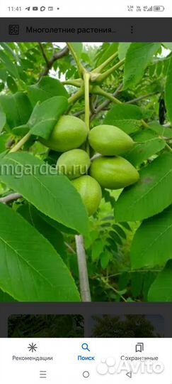 Манчжурский орех