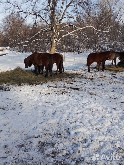 Лошади жеребята