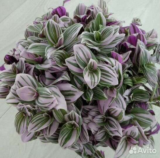 Сортовые традесканции