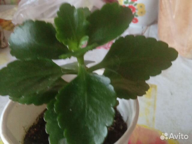 Каланхоэ цветущий оранжевый и красный