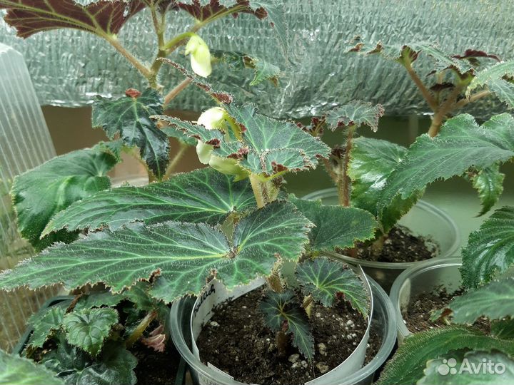 Бегония клубневая каскад пендула белая