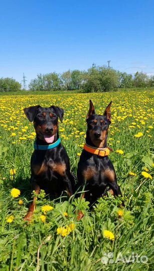 Щенок пинчер