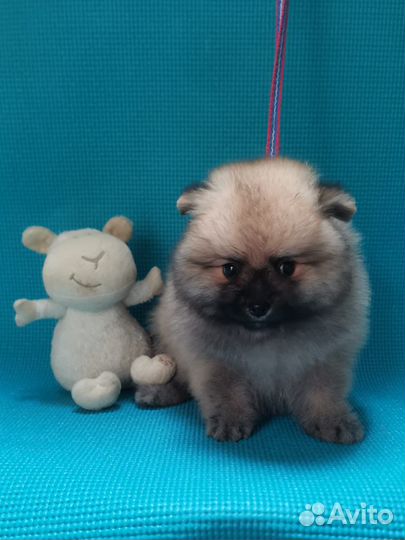 Щенки шпица