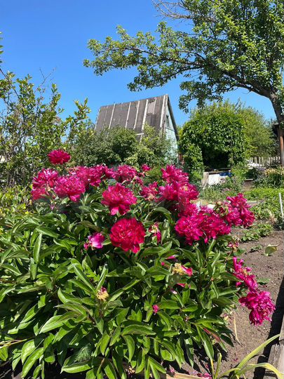 Дача 12,5 м² на участке 3 сот.