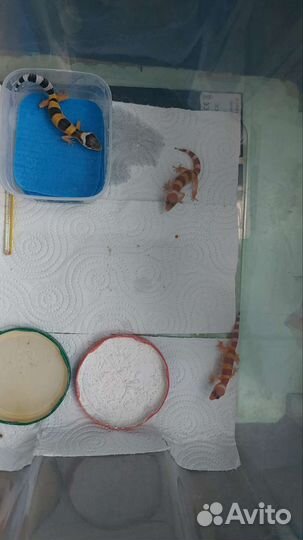 Эублефар вязка