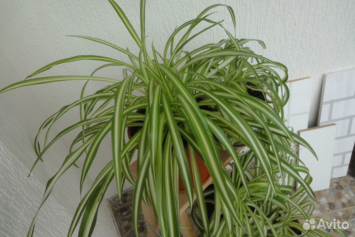 Хлорофитум кудрявый и хохлатый