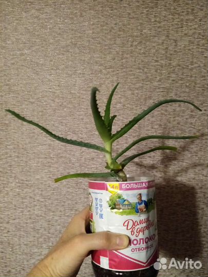 Алоэ, чайный гриб