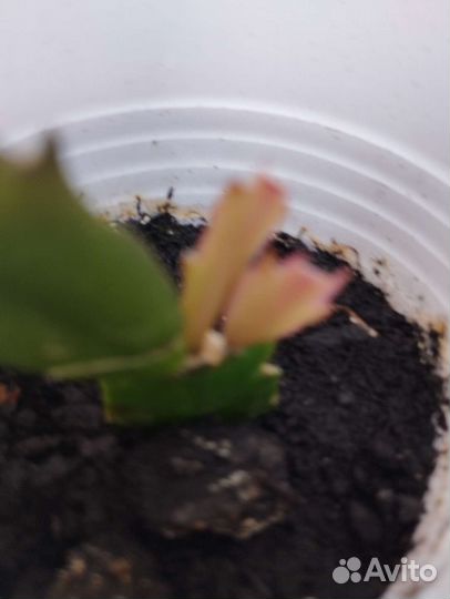 Декабрист шлюмбергера