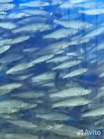 Живец любого размера