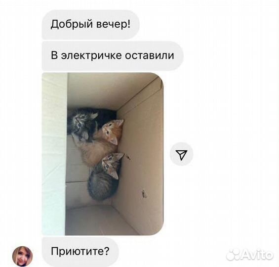 Котята в добрые руки бесплатно