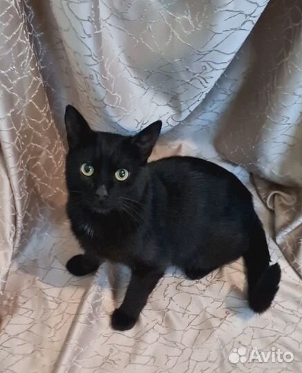 Кот ищет дом