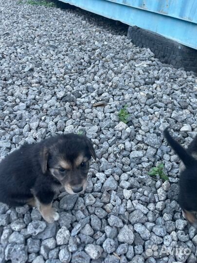 Щенки на охрану