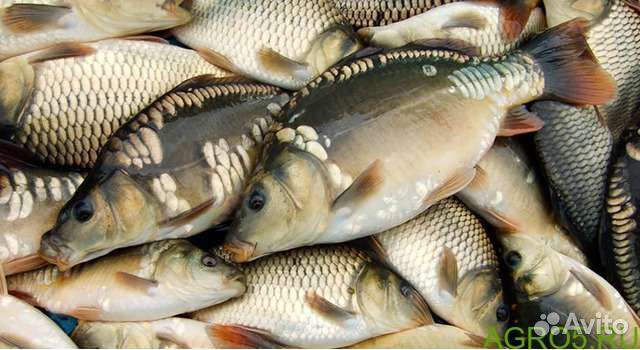 Живая рыба карп