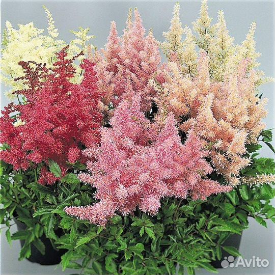 Многолетники. Хосты, Гейхеры, Дицентра, Бадан