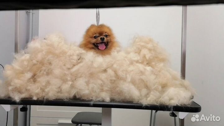 Cобачья шерсть