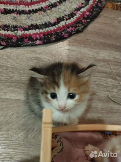 Домашние животные кошки