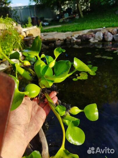 Эйхорния, (водный гиацинт)