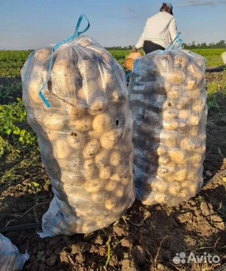 Продам картофель оптом