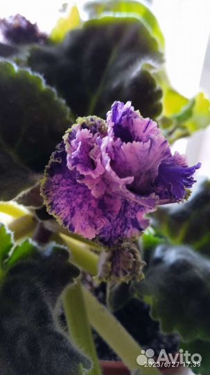 Сортовые фиалки