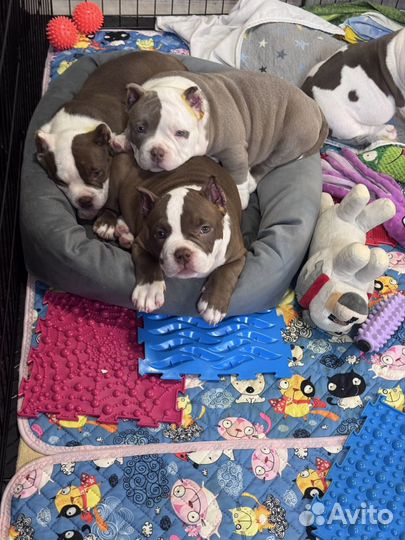 Щенки американского булли
