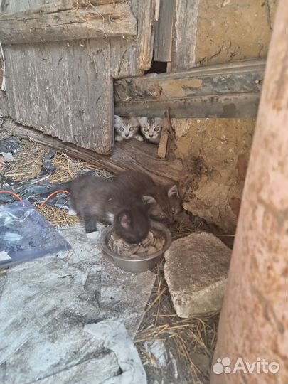 Котята в добрые руки