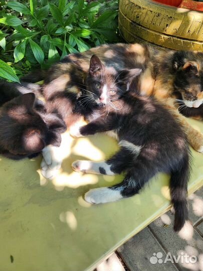 Котята в добрые руки