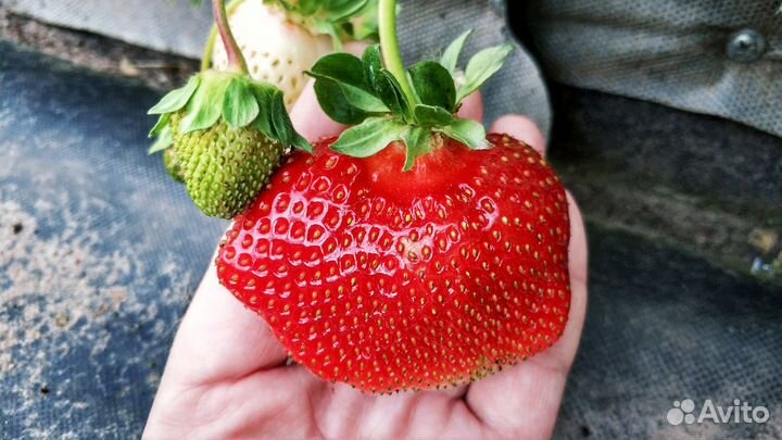 Клубника Азия