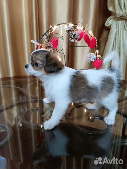 Щенок чихуахуа метрика скор, клеймо,чип