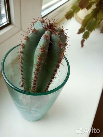 Листья крепкие. 5 лет