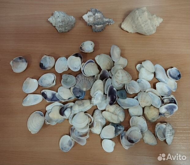 Ракушки для авариума