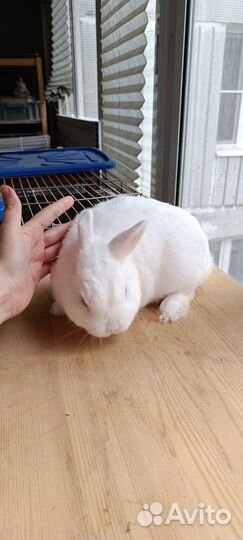 Карликовые крольчата с голубыми глазами