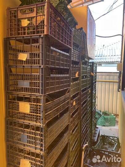 Пластиковые ящики для овощей бу