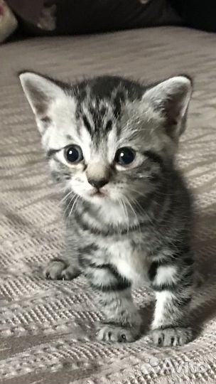 Шотландская