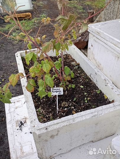 Корень малины конёк горбунок